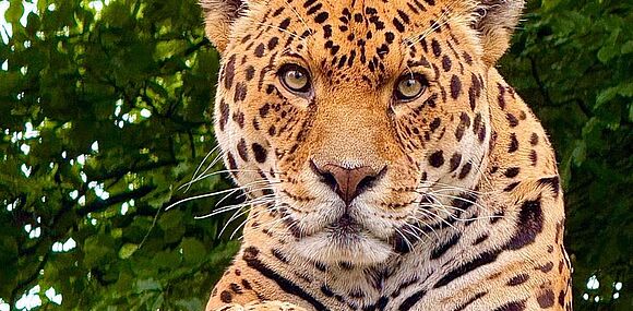 Sichere Zutrittskontrolle im Dartmoor Zoo